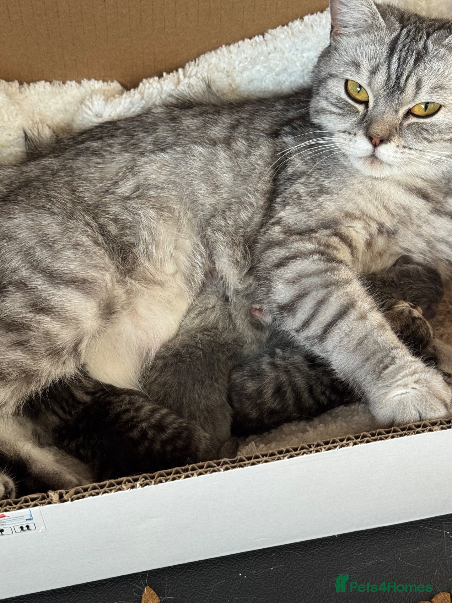 British Shorthair cats British Shorthair kittens for sale  - Advert 2