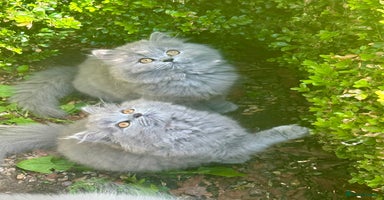 British Shorthair cats - Advert 12