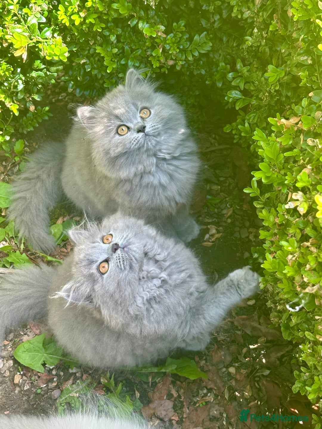 British Shorthair cats for sale: REDUCED - Image 7