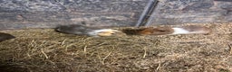 Guinea Pig rodents for sale: Beautiful baby male guinea pigs  - Advert 8