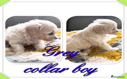 Maltipoo dogs for sale: Beautiful Maltipoo boys and girls pra clear in Newark - Image 8