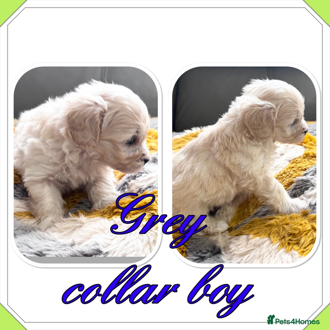Maltipoo dogs for sale: Beautiful Maltipoo boys and girls pra clear in Newark - Image 8