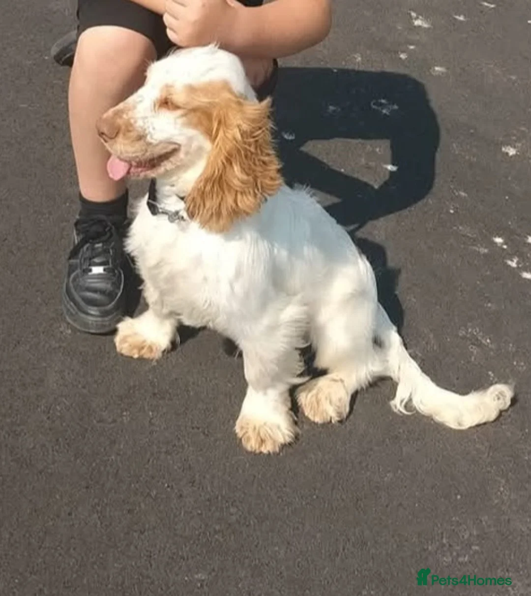 Cocker Spaniel dogs for stud: Cocker spainel stud - Advert 2