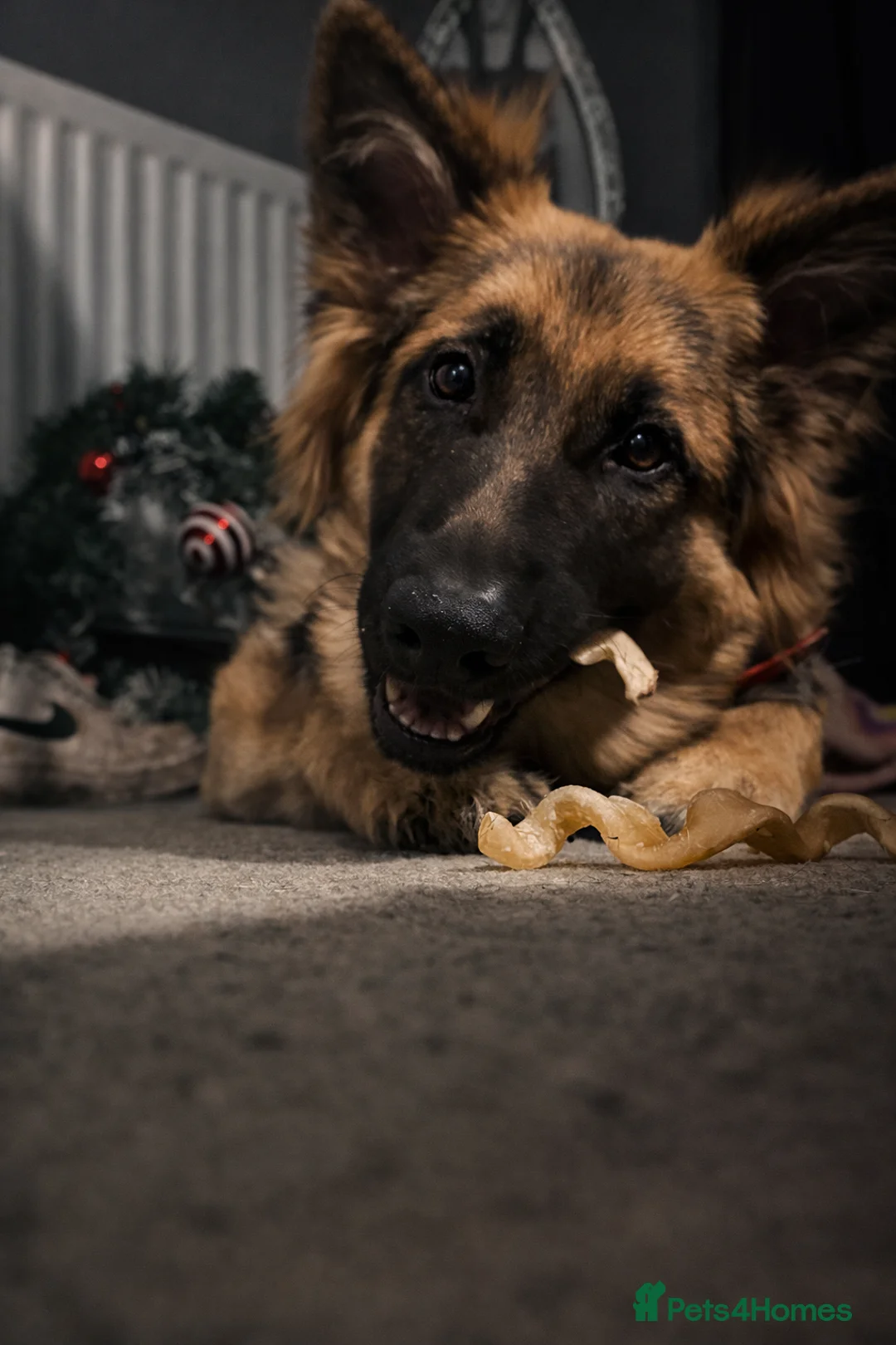 German Shepherd dogs for sale: Bear the German shepherd  - Advert 2