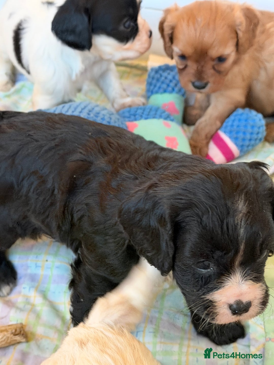 Cavapoo dogs for sale: Stunning cavapoo puppies ready 9th January  - Advert 10