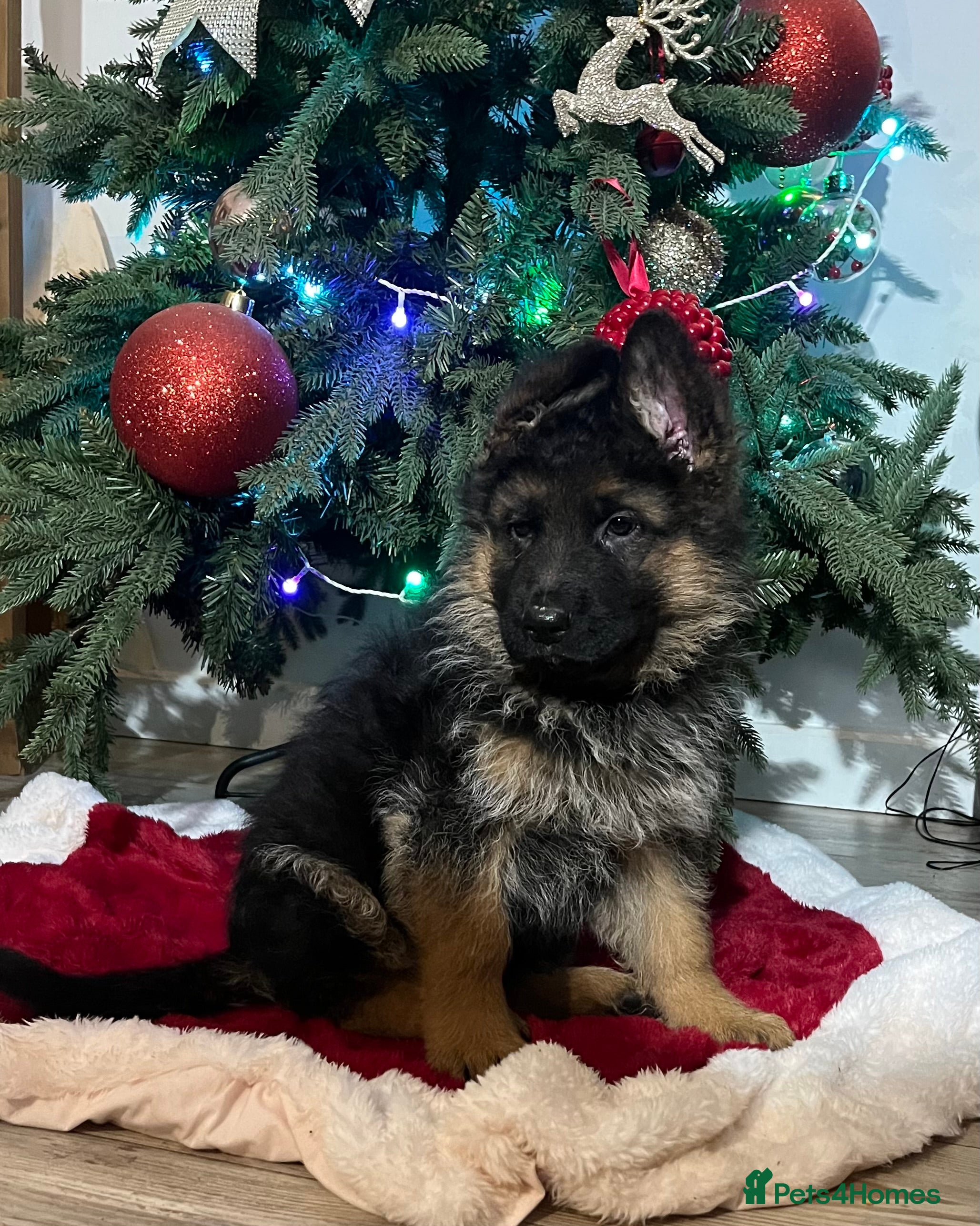 German Shepherd dogs Outstanding long haired Gsd pups  for sale  - Advert 15
