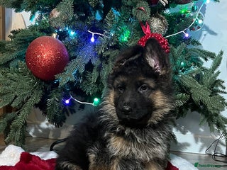 German Shepherd dogs Outstanding long haired Gsd pups for sale - Advert 15
