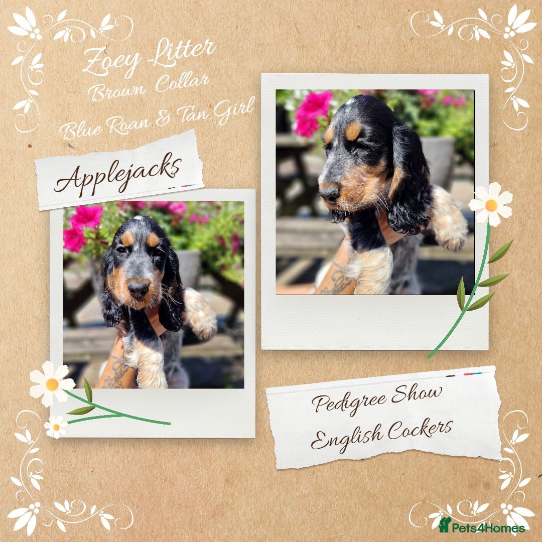 Cocker Spaniel dogs Roan Cocker Spaniel Puppies for Sale - Advert 2