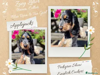Cocker Spaniel dogs Roan Cocker Spaniel Puppies for Sale - Advert 2
