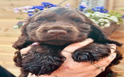 Cocker Spaniel dogs for sale: Health tested cocker spaniel puppies - Image 2