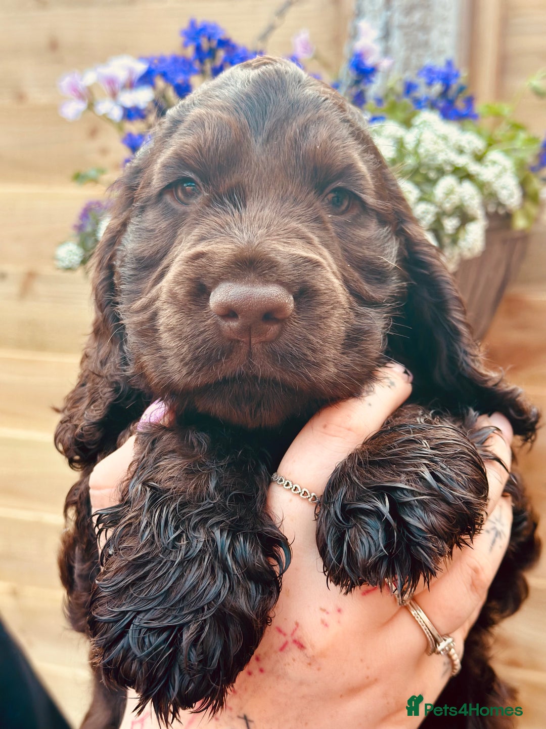Cocker Spaniel dogs for sale: Health tested cocker spaniel puppies - Image 2