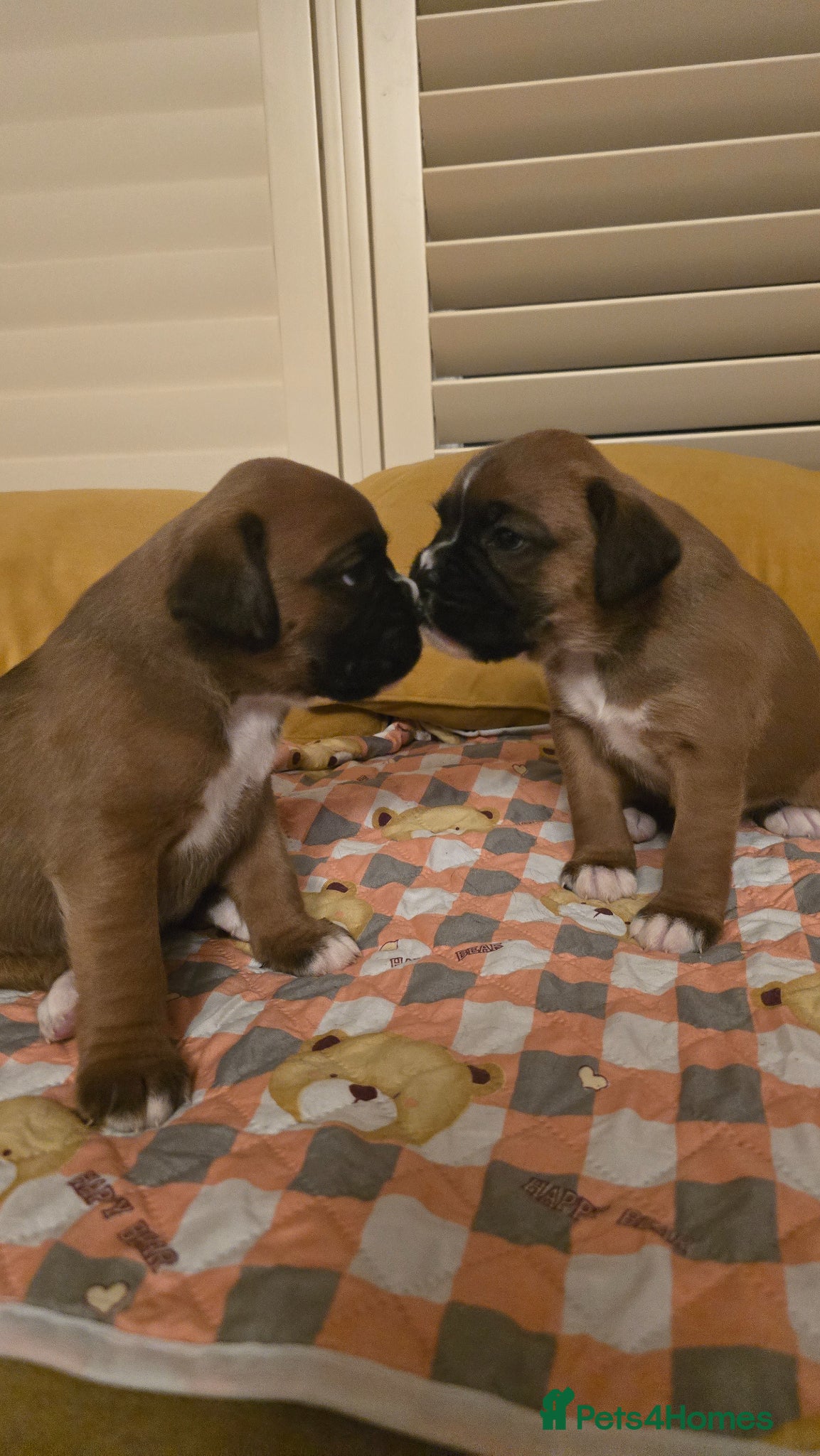 Boxer dogs KC boxer red puppies just born! 19.03 - Advert 2