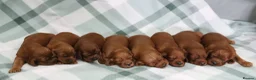 Irish Setter dogs for sale: Confident loving Irish Setter puppies  - Advert 7