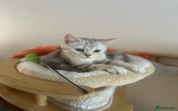 Scottish Fold cats for sale: Beautiful Scottish fold baby’s  in Reading - Image 4