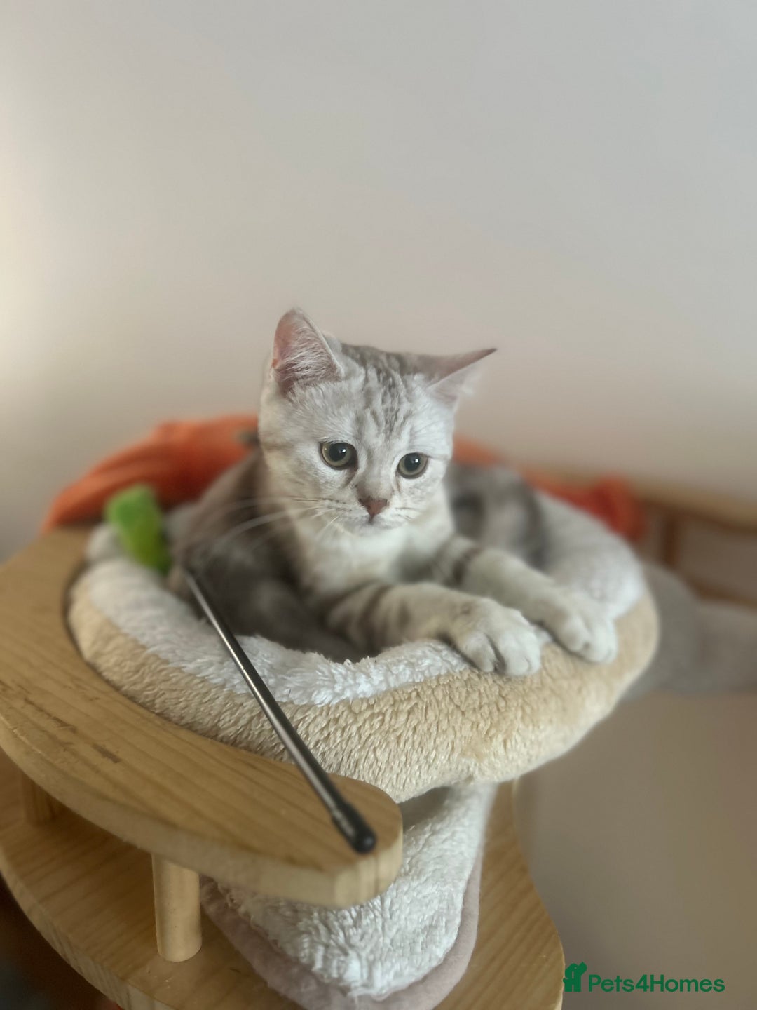 Scottish Fold cats for sale: Beautiful Scottish fold baby’s  in Reading - Image 4