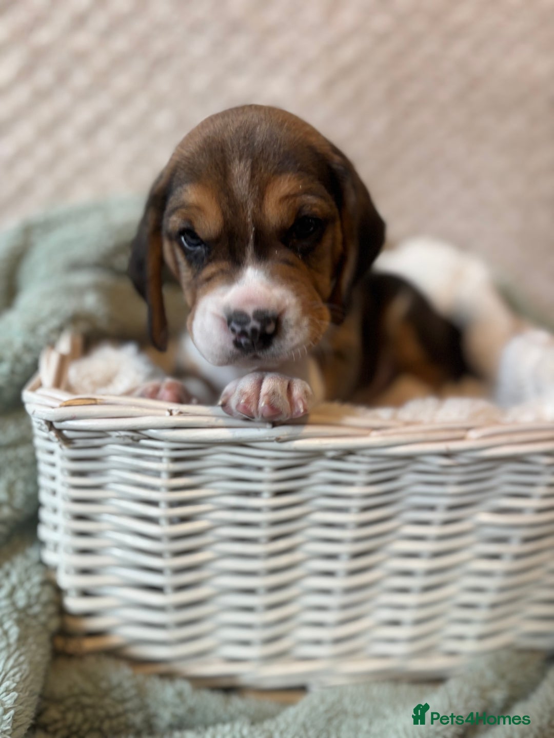 Beagle dogs for sale: KC registered Beagle puppies  - Image 39