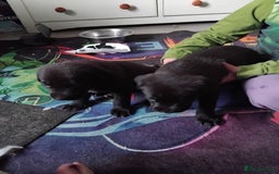 Mixed Breed dogs for sale: German shepard x cane corso - Image 3