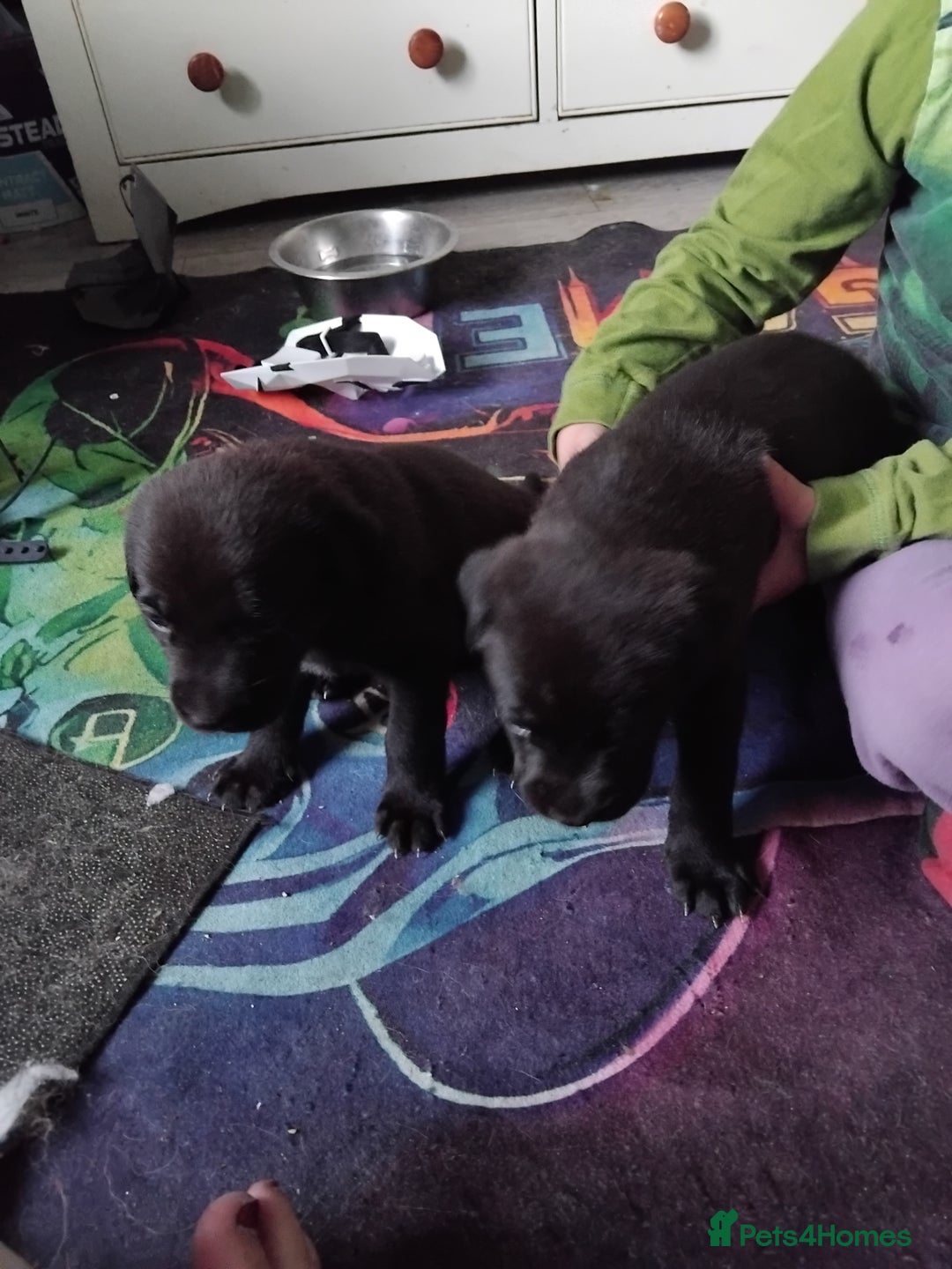 Mixed Breed dogs for sale: German shepard x cane corso - Image 3