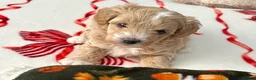 Maltipoo dogs for sale: Maltipoo Puppies 💗 in Stanmore - Advert 31