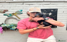 Dobermann dogs for sale: 🐾 Purebred Dobermann Puppies – Family Raised - Image 1