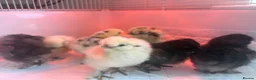 Chickens poultry for sale: Stunning silkie chicks  - Advert 1
