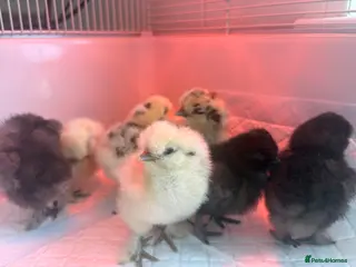 Chickens poultry Stunning silkie chicks - Advert 1