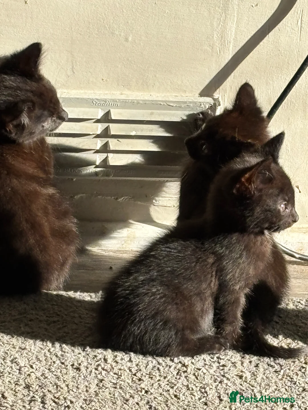 Mixed Breed cats for sale: 10 week old kittens in Hatfield - Advert 1