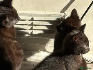 Mixed Breed cats 10 week old kittens - Advert 1