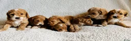 Cockapoo dogs for sale: F1bcockapoo puppies - DNA Health test clear  in Staines - Advert 26