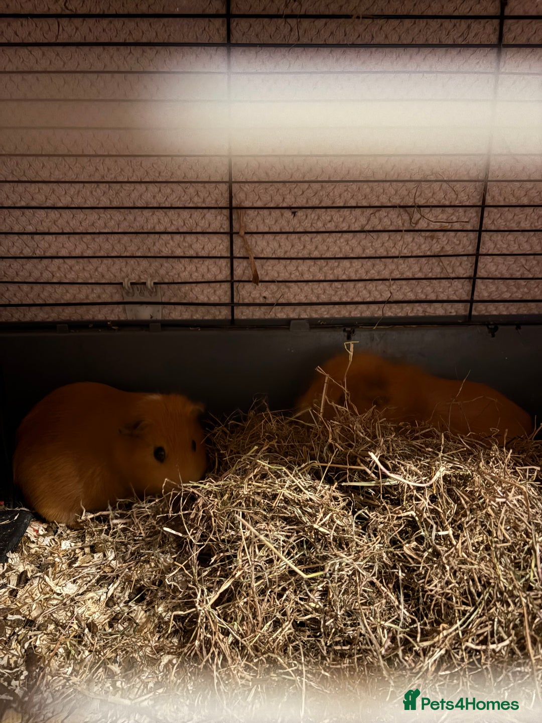 Guinea Pig rodents for sale: 2 male guinea pigs for rehome - Advert 2