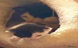 British Shorthair cats for sale: AVAILABLE 2 Beautifulbou kittens identical twins  - Image 19
