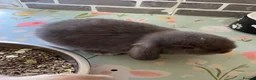 Mini Lop rabbits for sale: Beautiful mini lop babies - Advert 4
