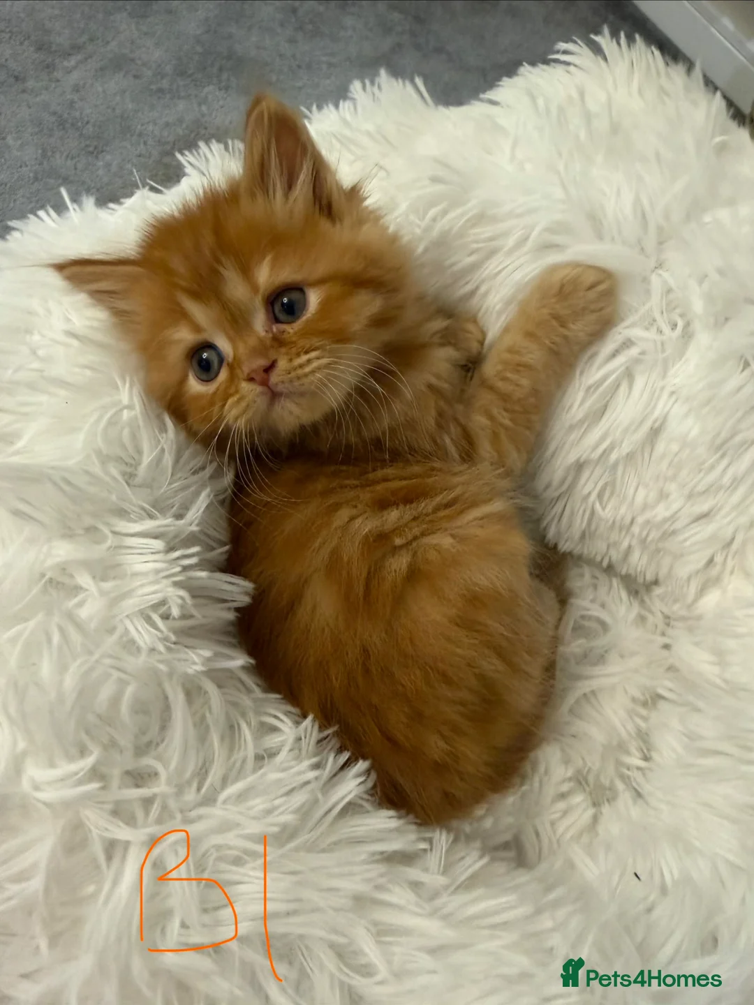 Mixed Breed cats for sale: Long haired Himalayan cross kittens - Advert 30