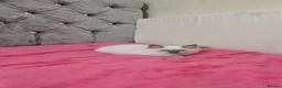 Ragdoll cats for sale: Ragdoll kittens 🐾😻 - Advert 2