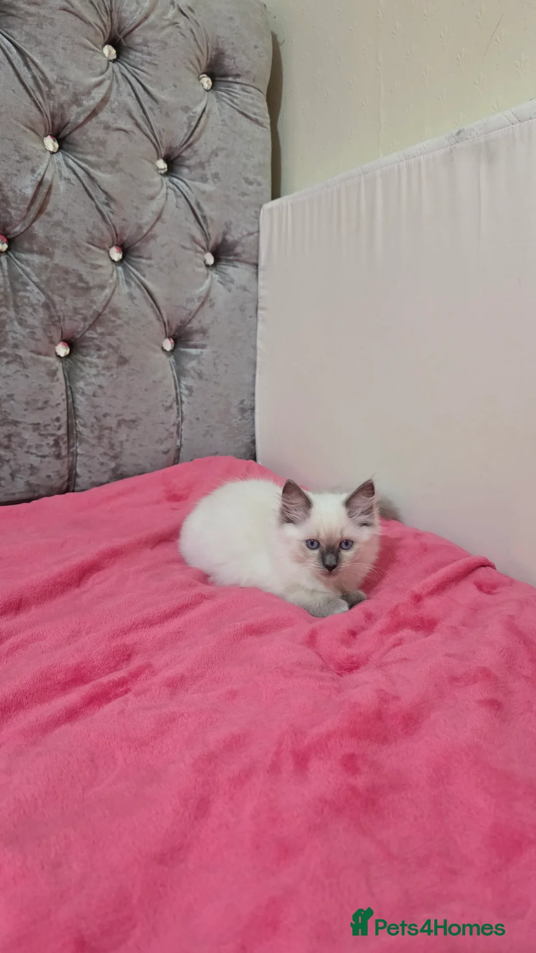 Ragdoll cats for sale: Ragdoll kittens 🐾😻 - Advert 2