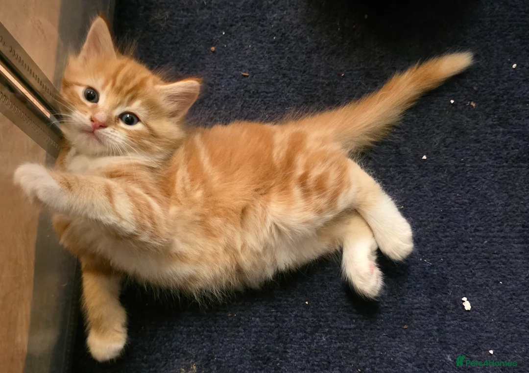 Mixed Breed cats for sale: Adorable kittens  - Advert 2