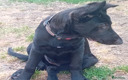 German Shepherd dogs for sale: Female Black German Shepherd Puppy in London - Image 11