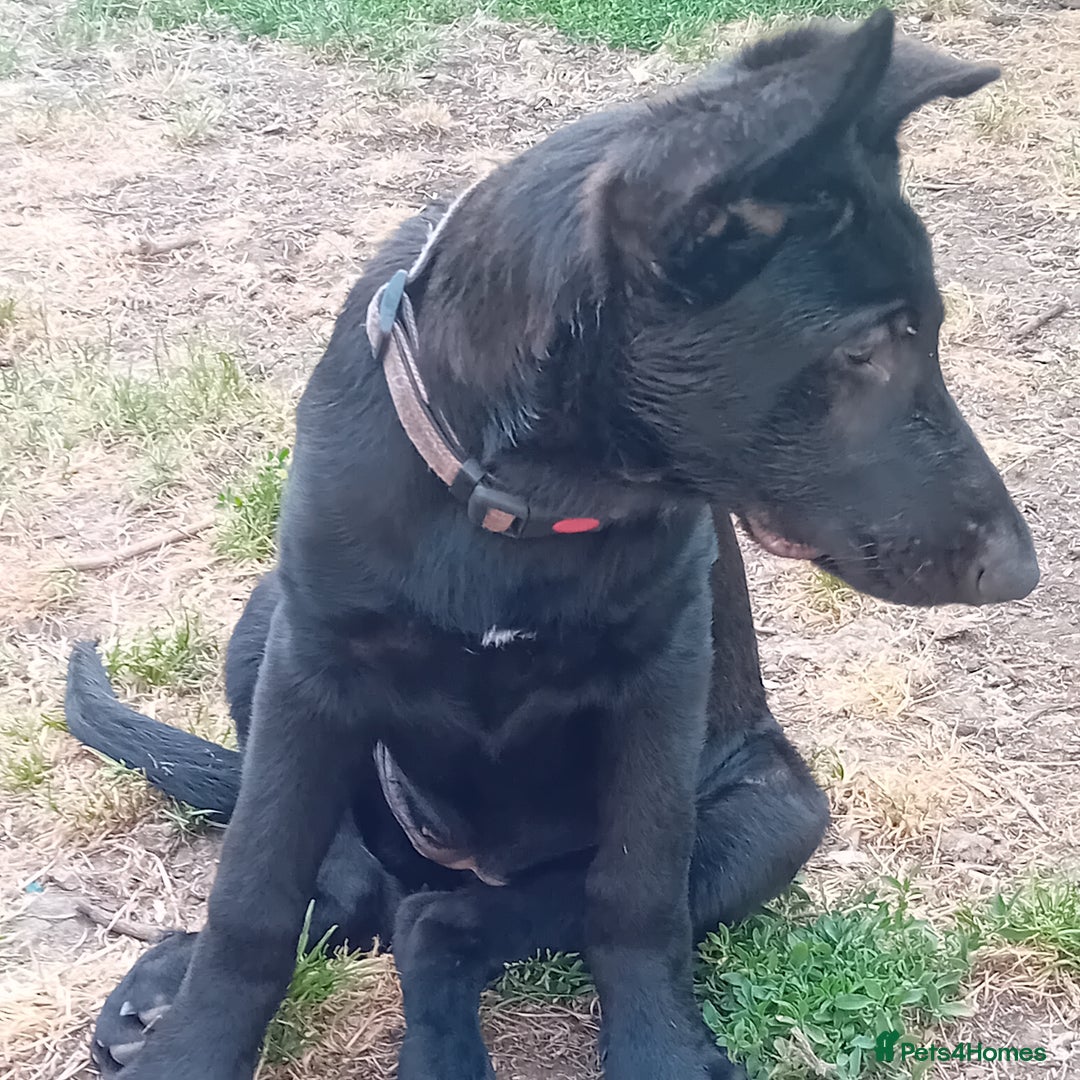 German Shepherd dogs for sale: Female Black German Shepherd Puppy in London - Image 11