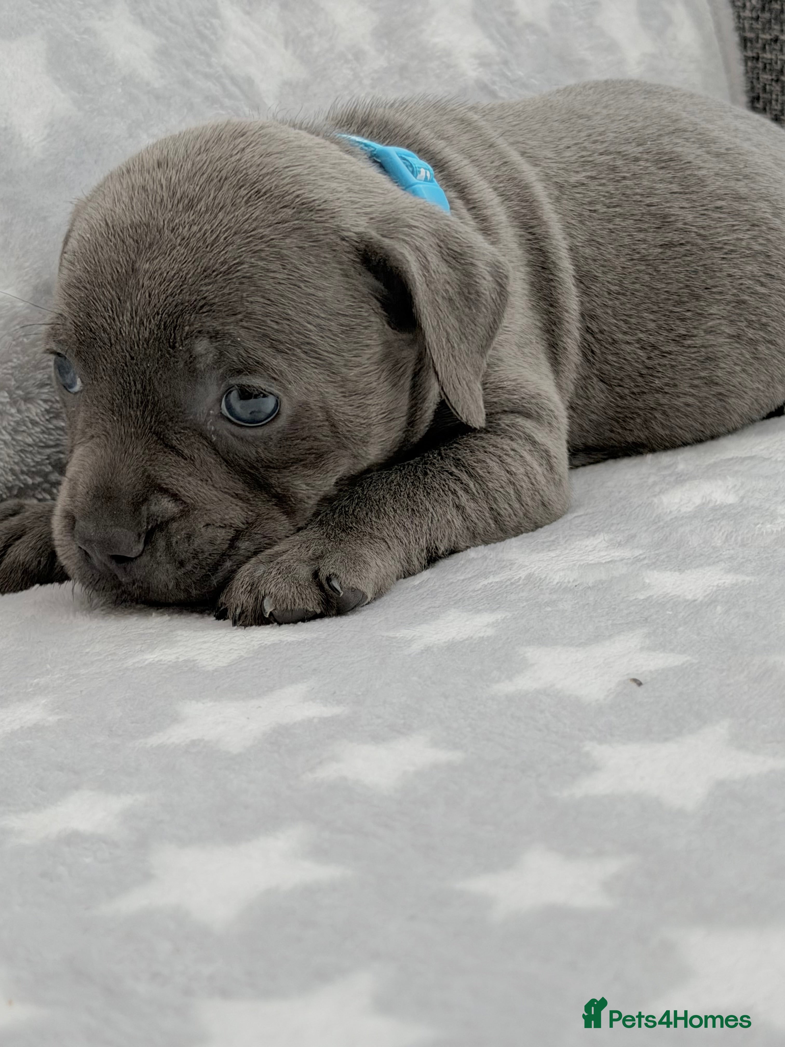 Staffordshire Bull Terrier dogs Kc blue staffordshire bullterrier puppies - Advert 2