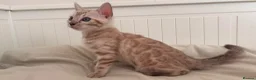 Bengal cats for sale: Tica Registered Bengal Kittens - Snow and Brown - Advert 16