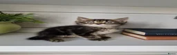 Maine Coon cats for sale: My maincoon Luna has had 7 beautiful kittens - Advert 14