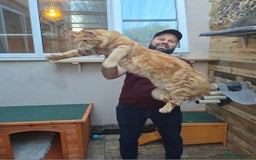 Maine Coon cats for sale: Mainecoon kittens  - Image 4