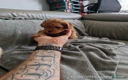 Poochon dogs for sale: Two gorgeous Poochon puppies - Image 8
