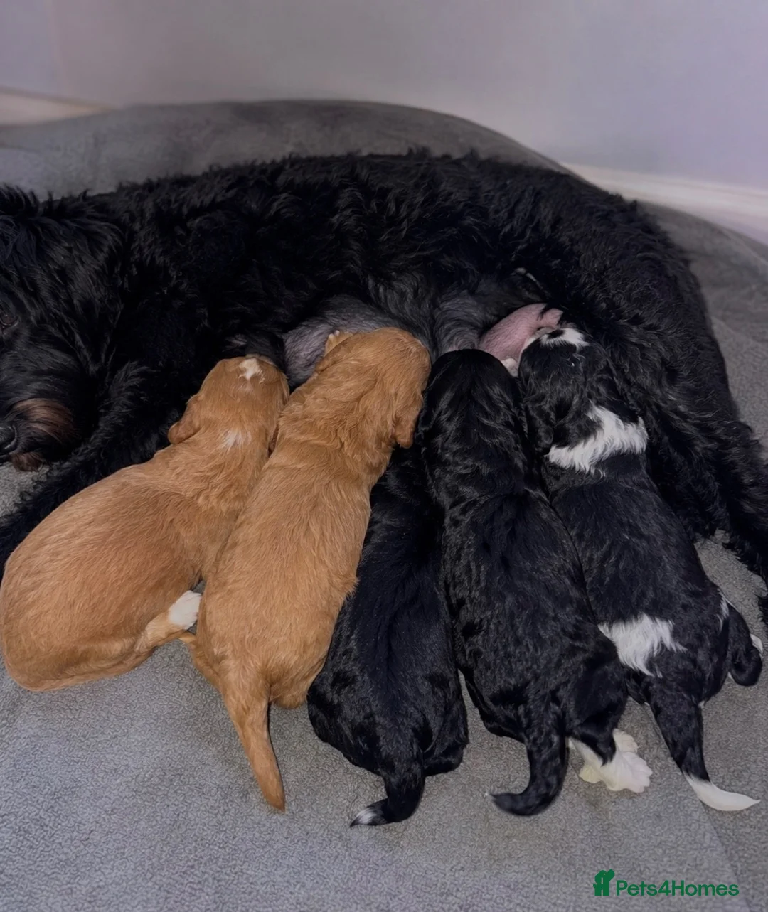 Mixed Breed dogs for sale: Ready now Aussie Bernedoodles - Advert 6
