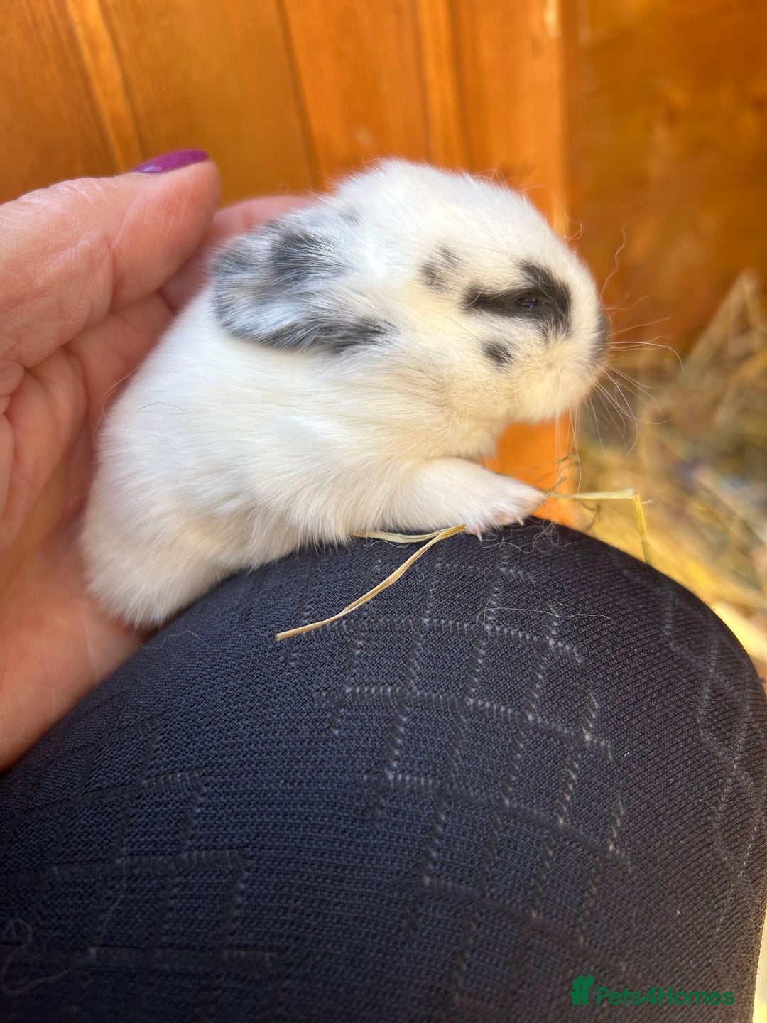 Netherland Dwarf rabbits for sale: Beautiful Mini lop and Netherland dwarf bunnies  - Advert 8
