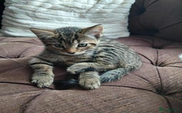Mixed Breed cats for sale: Adorable kitty  - Image 2