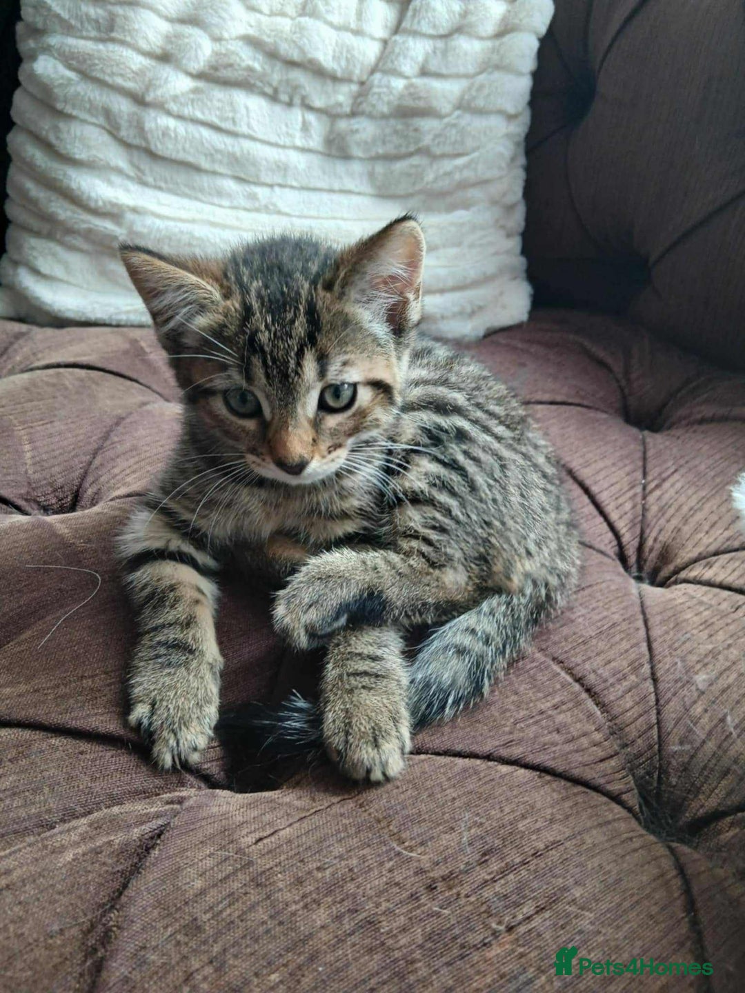Mixed Breed cats for sale: Adorable kitty  - Image 2