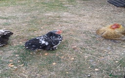 Chickens poultry for sale: Pekin bantam cockerel  - Image 1