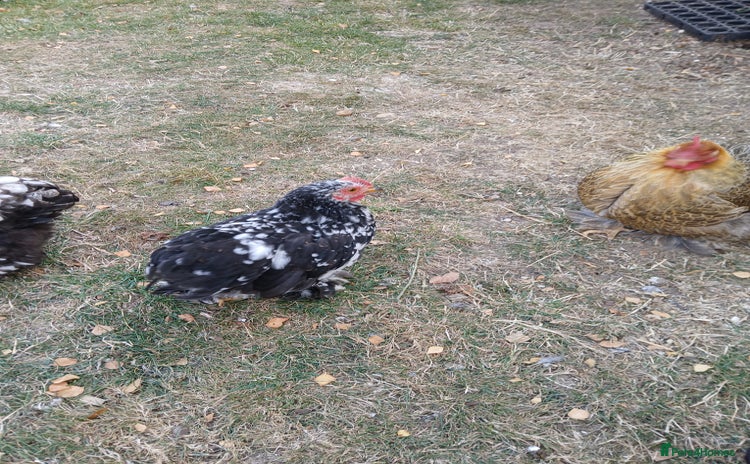 Chickens poultry - Advert 1