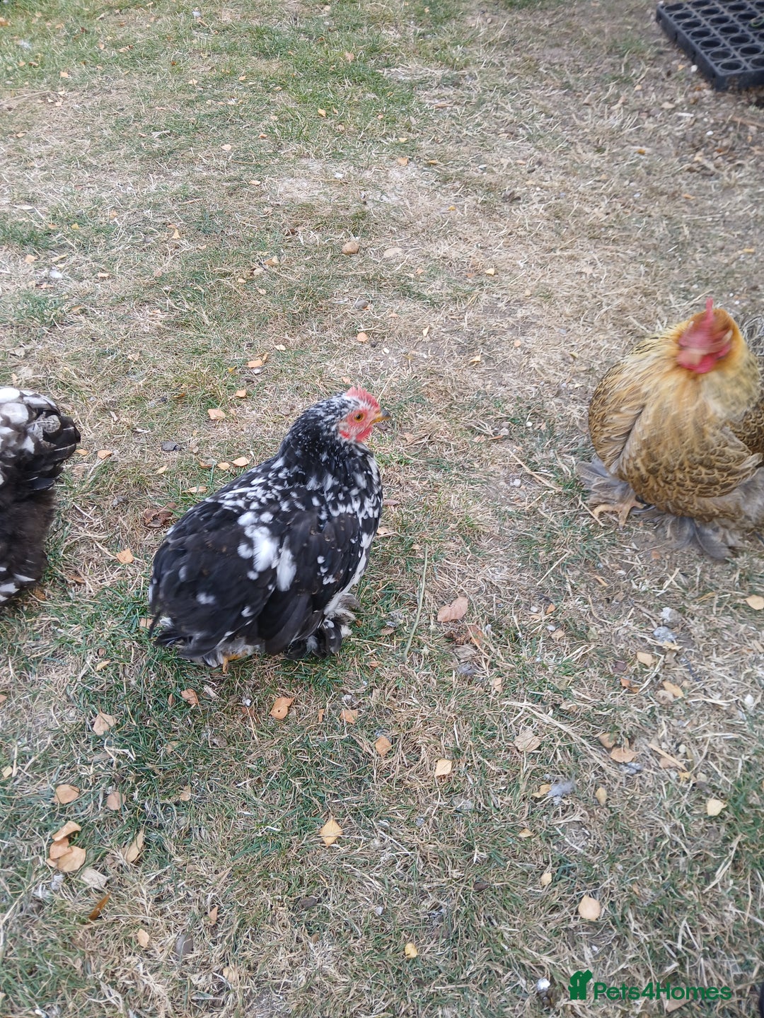Chickens poultry for sale: Pekin bantam cockerel  - Image 1